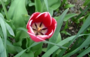 red tulip picoteed white fully opened