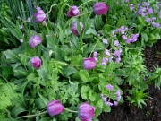 purple tulips & primula seiboldii a Spring vignette