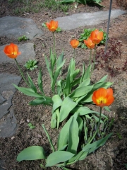 orange tulips fully opened