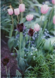 tulips, pink & maroon darks are parrot tulips
