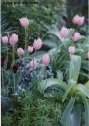 tulips, pink flamed white with forget me nots