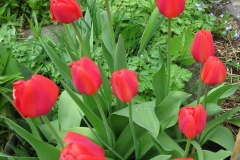 red tulips in full bloom