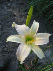 Hemerocallis white