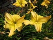 Hemerocallis yellow