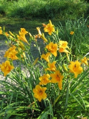 Hemerocallis