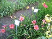 Hemerocallis pink