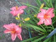 Hemerocallis pink