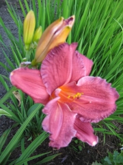 Hemerocallis pink