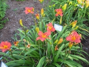 Hemerocallis orange