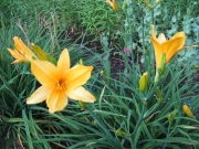 Hemerocallis orange hybrid