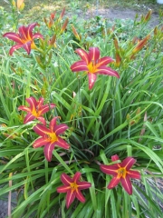 Hemerocallis yellow stripe