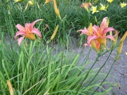 Hemerocallis peachy pink