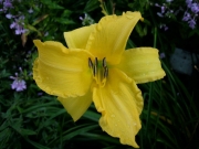 Hemerocallis yellow