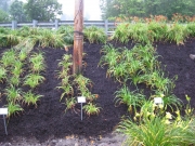 Hemerocallis