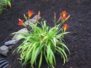 Hemerocallis