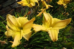 Hemerocallis yellow