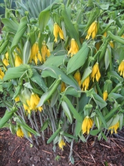 Uvularia