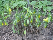 Uvularia newly emerged