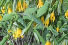Uvularia