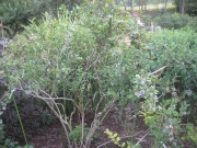 Vaccinium