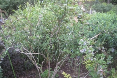 Vaccinium
