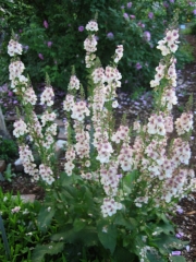 Verbascum hybrid