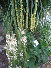 Verbascum mulleins