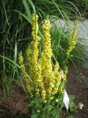 Verbascum yellow