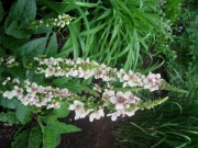 Verbascum