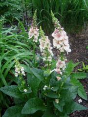 Verbascum