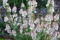 Verbascum hybrid