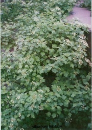 Viburnum trilobum highbush cranberry