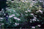 Viburnum trilobum highbush cranberry