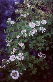 Viburnum trilobum highbush cranberry