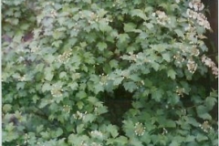 Viburnum trilobum highbush cranberry