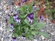 Violas, small-flowered pansies