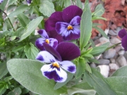 Violas, closeup small-flowered pansies
