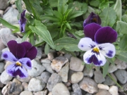 Violas, closeup small-flowered pansies