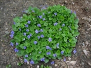Viola blue violets