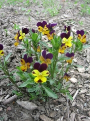 Viola johnny jump ups
