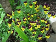 Viola johnny jump ups