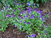Viola mixed colors
