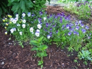 Viola mixed pansies