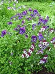 Viola mixed pansies