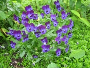Viola mixed pansies
