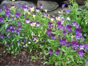Viola mixed pansies