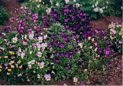 Viola pansies en masse