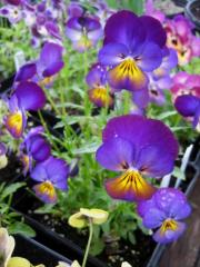 Viola pansies