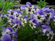 Viola pansies