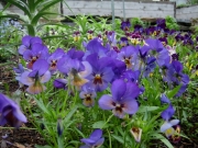 Viola pansies